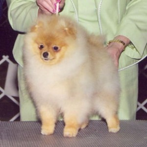 Ch. Lil Behrs Honey Crisp