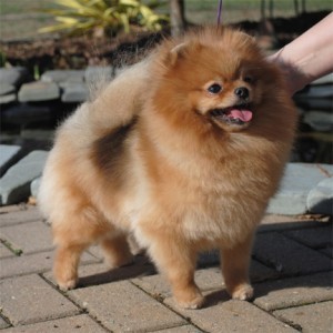 Dee Little Gold Digger of CR