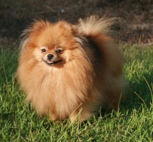 Ch. Chriscendo Call For Rain