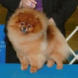 Ch. Special D's Raisin' The Roof