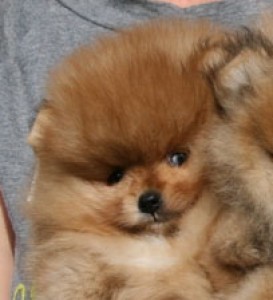 Chriscendo Can't Say