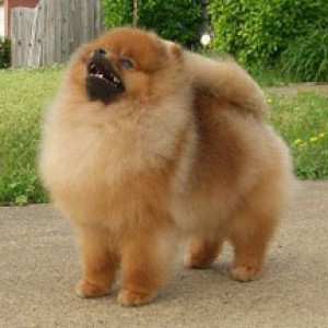 Ch. Ragdoll's Who Dat Nation (group placer)