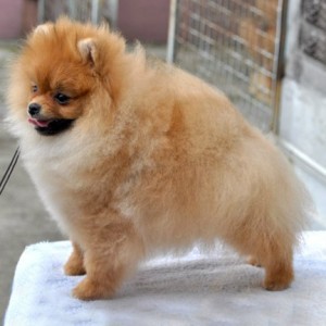 AC Dynasty Order to Communicate (in Russia)