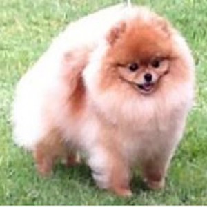 Am/Can Ch. Wilhoite California Girl to Oakrose