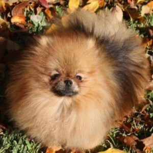 Silhouette's Sleeping Beauty