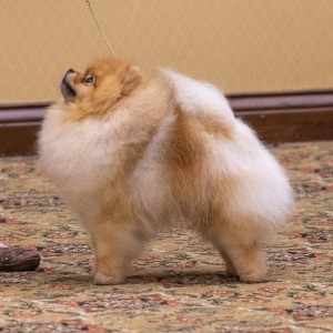 BISS GCh. Silhouette's Scaramouch Bohemian Rhapsody (group placing)